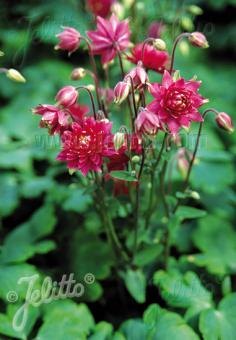 AQUILEGIA vulgaris Clementine-Serie 'Clementine Rot' Portion(en)