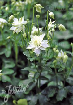 AQUILEGIA vulgaris Clementine-Serie 'Clementine Weiß' Portion(en)