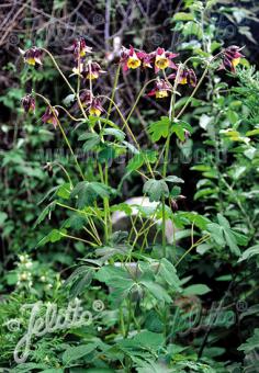 AQUILEGIA oxysepala   Portion(en)