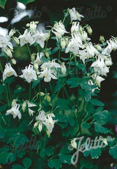 AQUILEGIA vulgaris  'Alba' Portion(en)