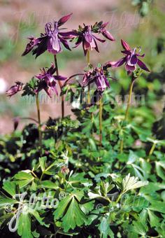 AQUILEGIA rockii   Portion(en)