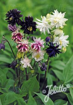 AQUILEGIA vulgaris var. stellata plena Barlow-Serie 'Barlow Choice Mix' Portion(en)