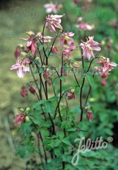 AQUILEGIA vulgaris  'Heidi' Portion(en)