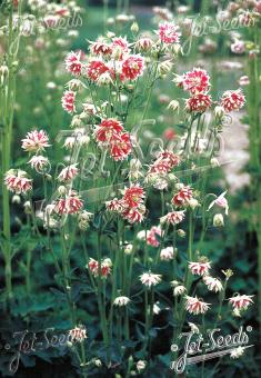AQUILEGIA vulgaris var. stellata plena Barlow-Series 'Nora Barlow' Portion(s)