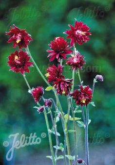 AQUILEGIA vulgaris var. stellata plena  'Ruby Port' Portion(en)