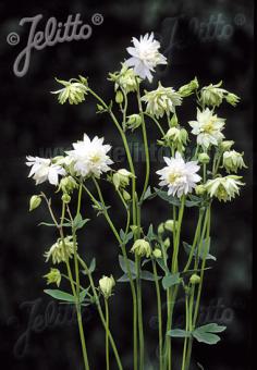 AQUILEGIA vulgaris var. stellata plena  'Green Apples' Portion(en)