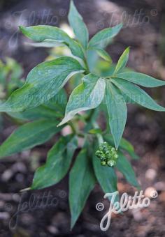 ARISAEMA flavum   Portion(en)