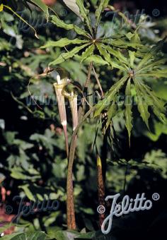 ARISAEMA consanguineum   Portion(en)