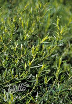 ARTEMISIA dracunculus   Portion(s)