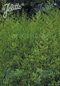 ARTEMISIA annua   Portion(s)