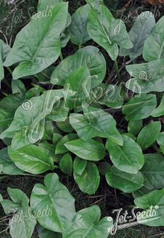 ARUM alpinum   Portion(en)
