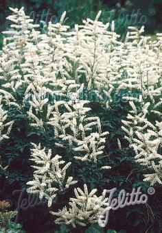 ARUNCUS aethusifolius   Seeds