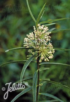 ASCLEPIAS hirtella   Portion(s)