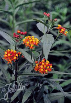 ASCLEPIAS curassavica   Portion(en)