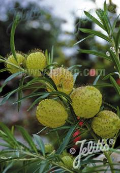 ASCLEPIAS physocarpa   Portion(en)