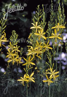 ASPHODELINE liburnica   Portion(s)