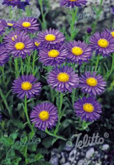 ASTER alpinus  'Dunkle Schöne' Portion(s)