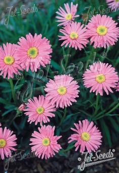 ASTER alpinus  'Pinkie' Portion(s)
