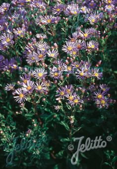 ASTER amellus  'Rudolf Goethe' Portion(en)