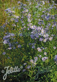 ASTER azureus   Portion(s)