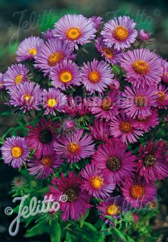 ASTER novae-angliae   Portion(en)