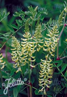 ASTRAGALUS canadensis   Portion(en)