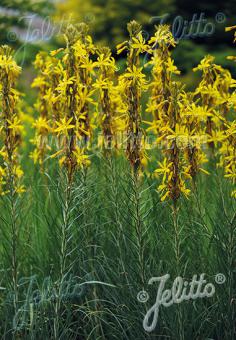 ASPHODELINE lutea   Seeds