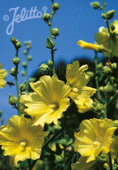 ALCEA rugosa   Portion(en)