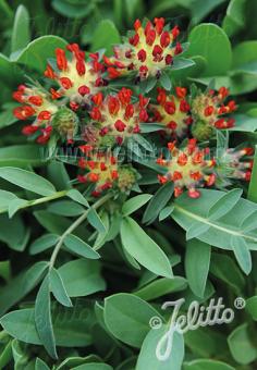 ANTHYLLIS vulneraria var. coccinea   Korn