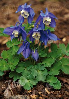 AQUILEGIA flabellata var. pumila  'Selection' Korn