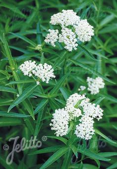 ASCLEPIAS incarnata  'Iceballet' Korn