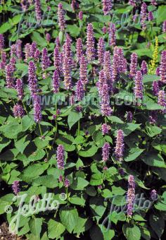 AGASTACHE rugosa   Portion(en)