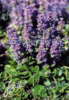 AJUGA reptans   Portion(en)