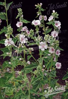 ALTHAEA officinalis   Portion(s)