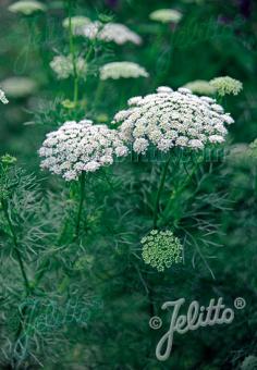 AMMI visnaga   Portion(en)