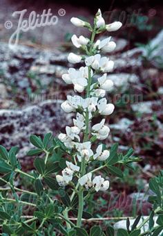 BAPTISIA australis  'Alba' Portion(s)