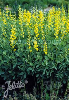 BAPTISIA sphaerocarpa   Portion(en)