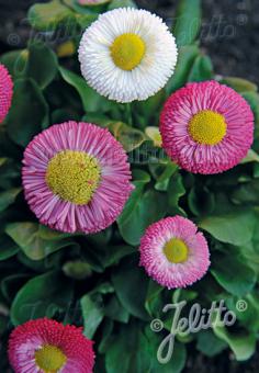 BELLIS perennis Rominette-Series 'Rominette Mixture' Portion(s)