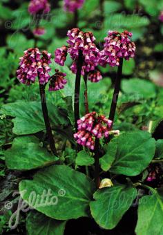 BERGENIA purpurascens   Portion(s)