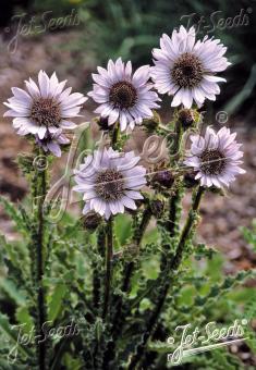 BERKHEYA purpurea   Portion(s)