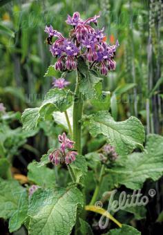 BORAGO officinalis   Portion(en)