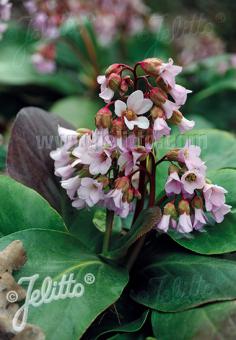 BERGENIA emeiensis   Portion(s)