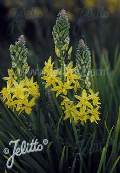 BULBINE frutescens Avera Sun Serie 'Avera Sunrise Yellow' Portion(en)