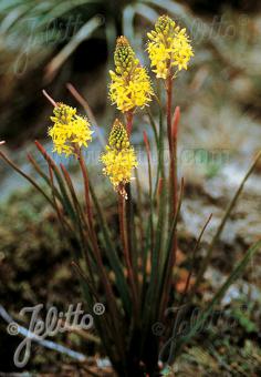 BULBINELLA angustifolia   Portion(s)