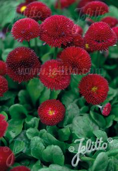 BELLIS perennis Super Pompon Serie 'Super Pompon Red' Portion(en)