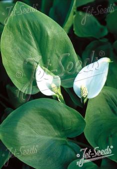 CALLA palustris   Portion(en)