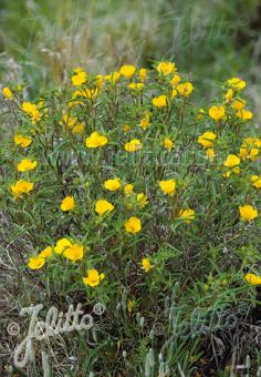 CALYLOPHUS serrulatus   Portion(en)