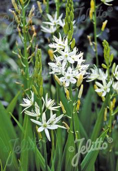 CAMASSIA leichtlinii ssp. leichtlinii   Portion(s)