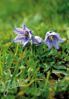 CAMPANULA alpestris   Portion(en)