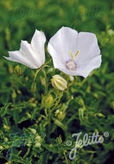 CAMPANULA carpatica f. alba   Portion(en)